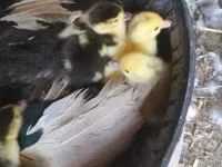 Ducks — عکس 3