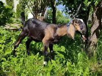 แพะตัวเมีย, Nubian Goat — รูปภาพ 4