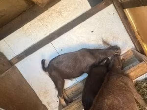 Billy Goat, Goats — Hungary