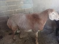 Beran, Arashan sheep — foto 2