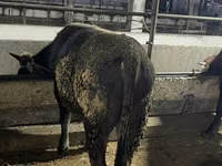 วัวตัวผู้, Swiss cattle — รูปภาพ 4