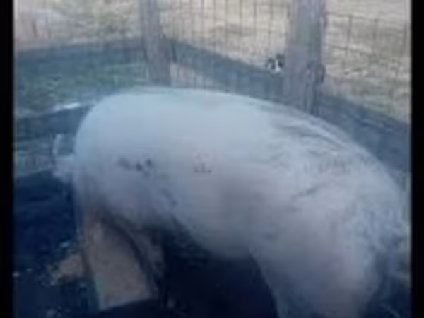 母猪, Pigs