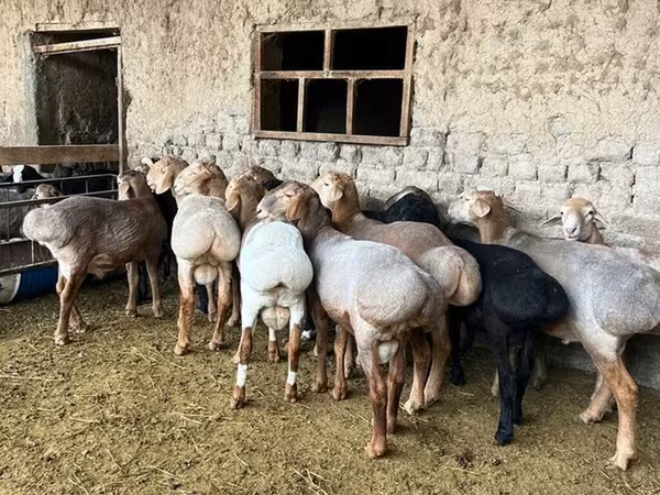 แกะตัวผู้, Rhon sheep
