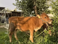 Dibi, Cattle — sawirka 3
