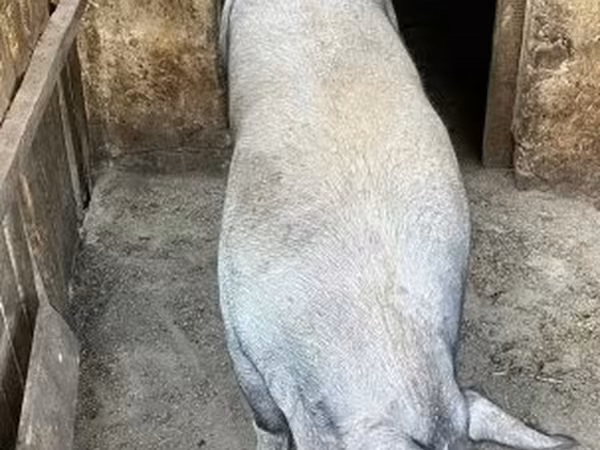 Locha, Świnie