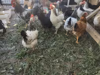 Chickens — عکس 7
