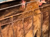 Chickens — 사진 2
