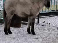 Cheval, Chevaux — photo 6