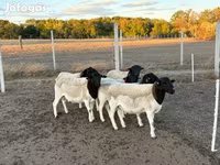 Овен, Dorper sheep — снимка 4