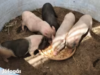 Babi betina, Вьетнамская вислобрюхая — foto 3