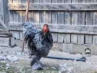 براهما — عکس 3