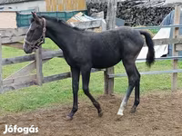 Cavalla, Lipizzaner — foto 2