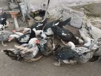 Ducks — புகைப்படம் 3