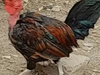 Chickens — fotografija 1