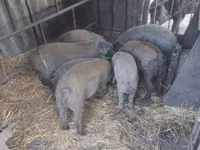 Scrofa, Мангалица — foto 3