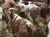 Bydło (partia, płeć nieokreślona), Russian Black pied cattle — zdjęcie 5