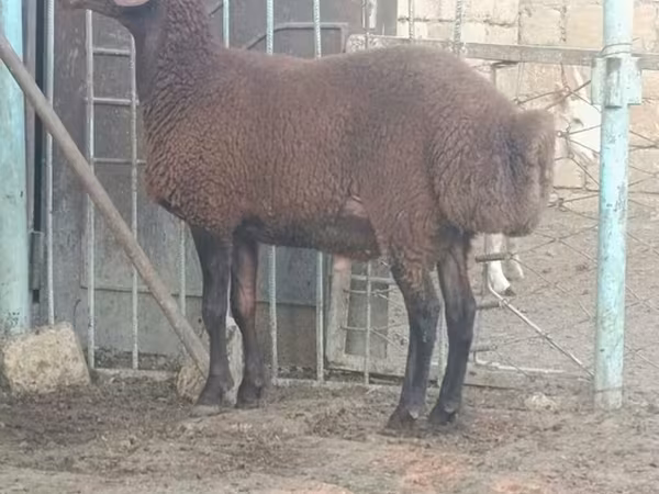 قوچ, گوسفند