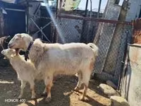 بز ماده, Saanen goat — عکس 5