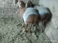 Får, Edilbay sheep — foto 4