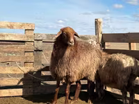 Ovce, Kazakh fat-tailed coarsewool sheep — foto 2