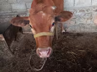 گاو ماده, Simmental cattle — عکس 2