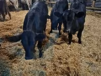 Lembu betina, Aberdeen-Angus — foto 8