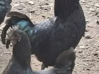 Chickens — foto 2