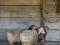 母羊, Sheep — 照片 5