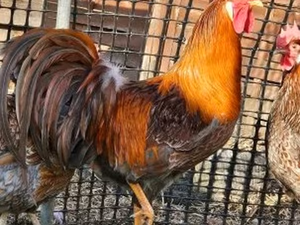 Chickens
