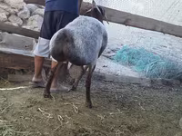 Cừu đực, Cừu — ảnh 5