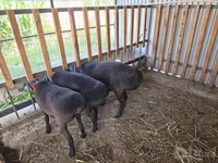 Beran, Hissar sheep — foto 3