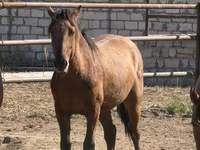 Cal, Mugalzhar horse — foto 7