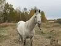 Kůň, Horse breed — foto 6