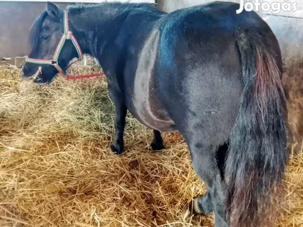 Էգ ձի, American shetland pony