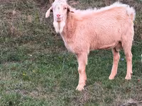 بز نر, Nubian Goat — عکس 1