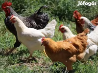 Chickens — foto 6