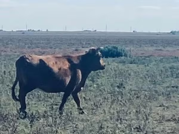گاو ماده, Latvian Blue cattle