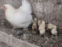 Chickens — 사진 6