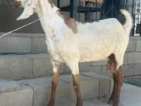 Koza, Beetal goats — fotografija 4