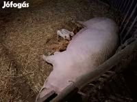 Scrofa, Maiali — foto 3