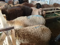 میش, گوسفند — عکس 3