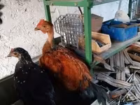 Chickens — รูปภาพ 1