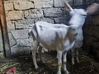 Jarac, Saanen goat — fotografija 1