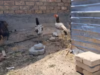 Ayam Cemani — picha 7