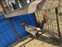 马来斗鸡 — 照片 3