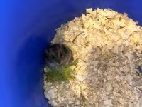 Cüce hamster və tam dəst aksesuarlar Qefes ile biryerde satılır 2-3 — عکس 2