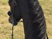 Kůň, Dutch warmblood horse — foto 3