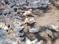Ducks — عکس 2