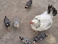 Chickens — foto 6