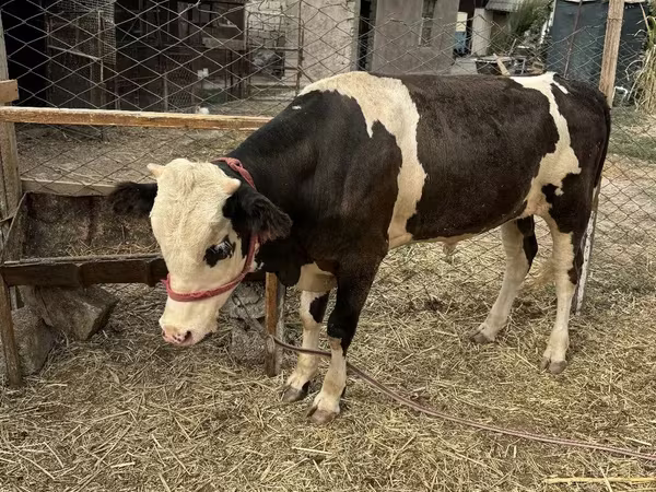 雄牛, ホルスタイン種 — ウズベキスタン